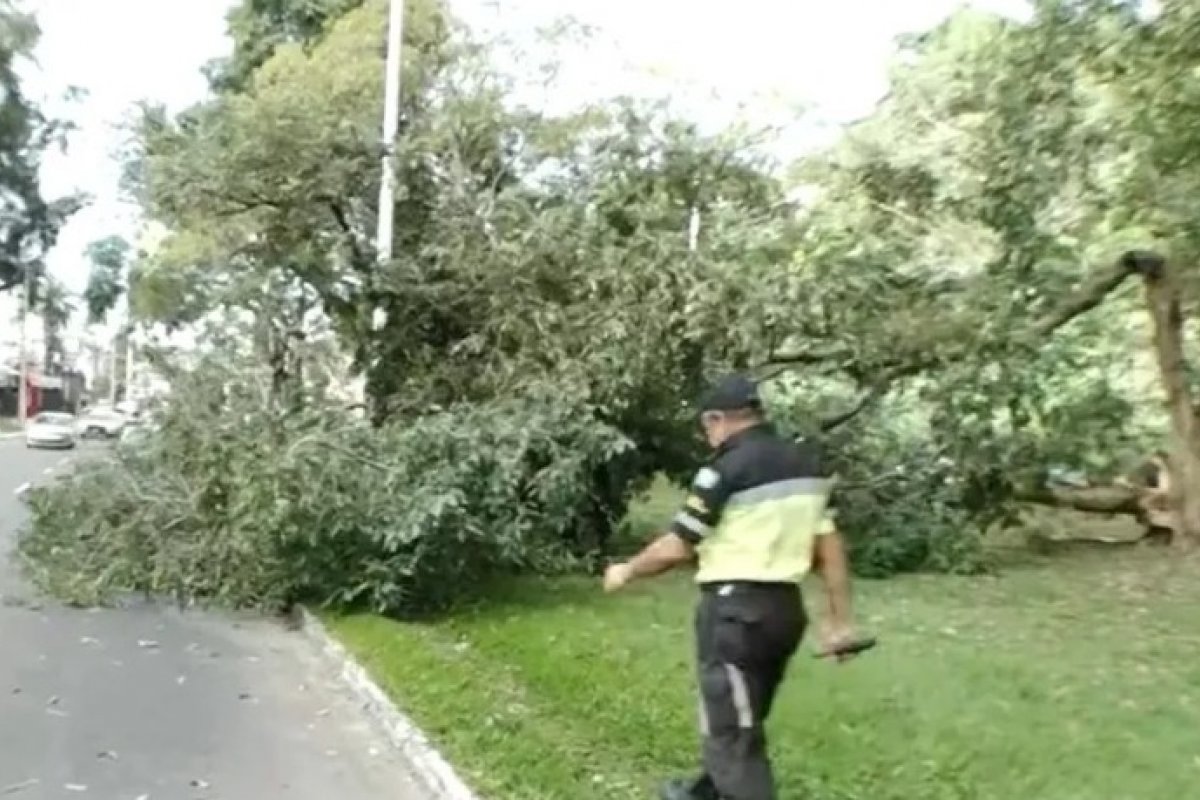 Árvore cai no Ogunjá, em Salvador, e interdita pista 