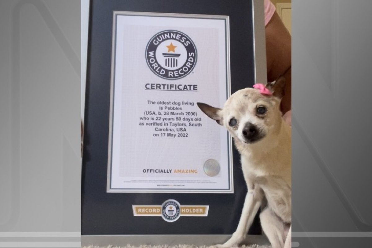 Cadela de 22 anos entra no livro dos recordes como "cachorro vivo mais velho do mundo"