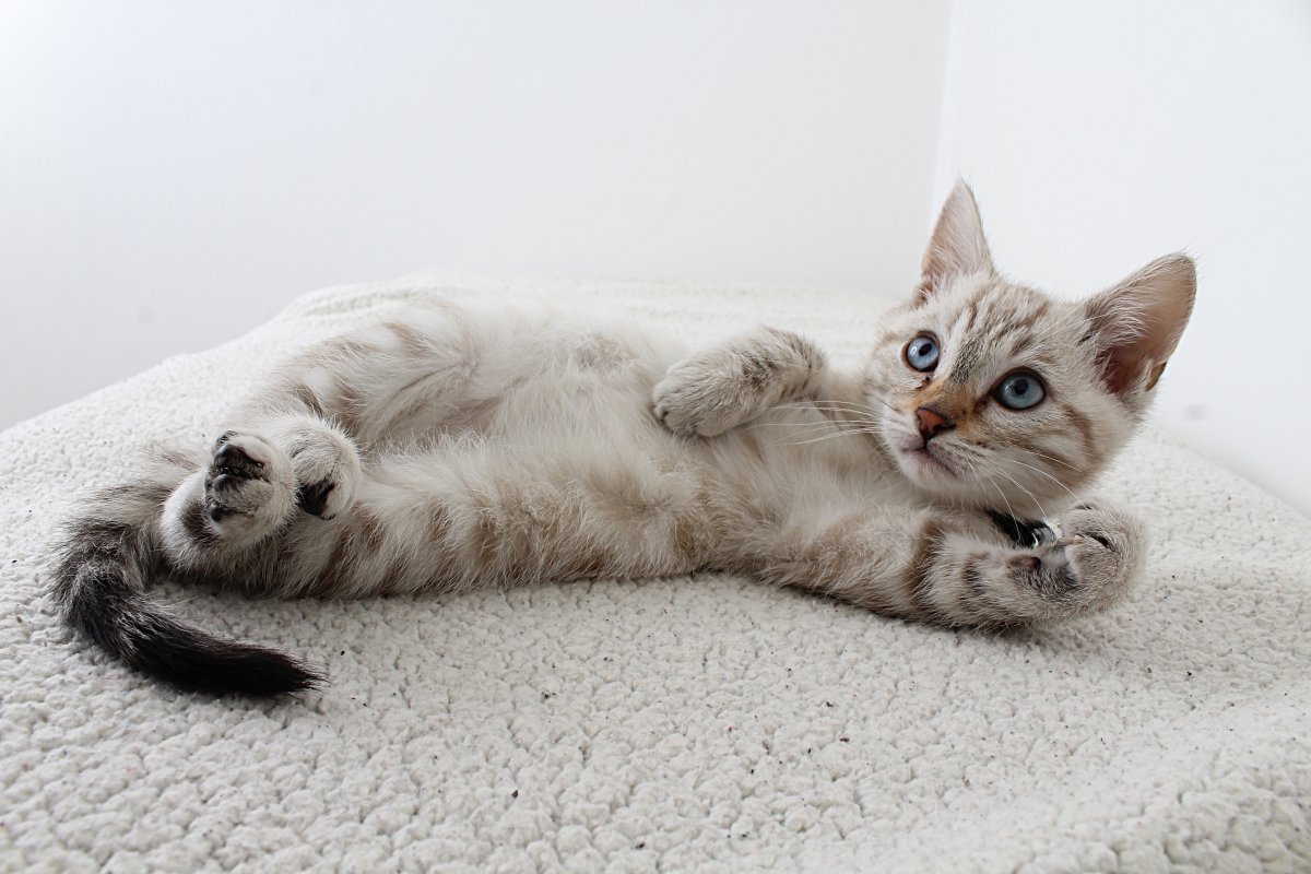 Covid: estudo aponta 1º caso de transmissão da doença de gato para ser humano