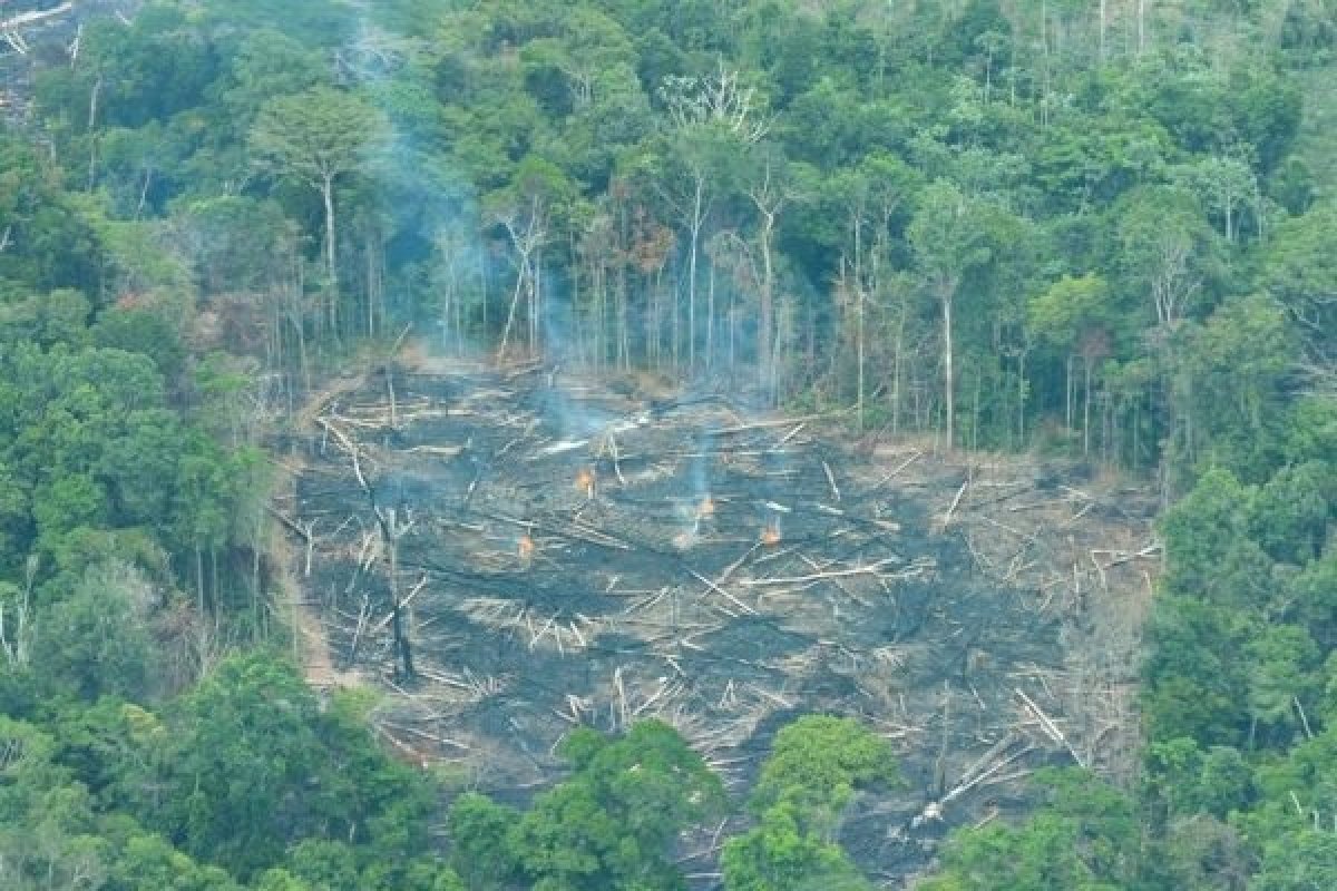 Aquecimento Global: região Norte do país representa 60% do carbono liberado pelo Brasil