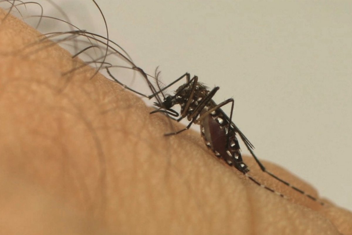 Brasil contabiliza mais de 500 mortes por dengue em 2022