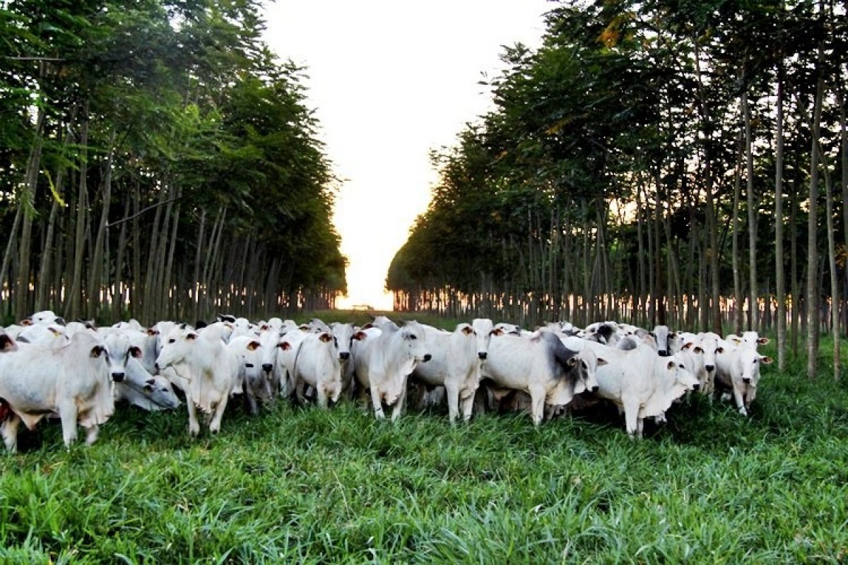 Setor agropecuário tem previsão de estabilidade em 2022, diz IPEA 