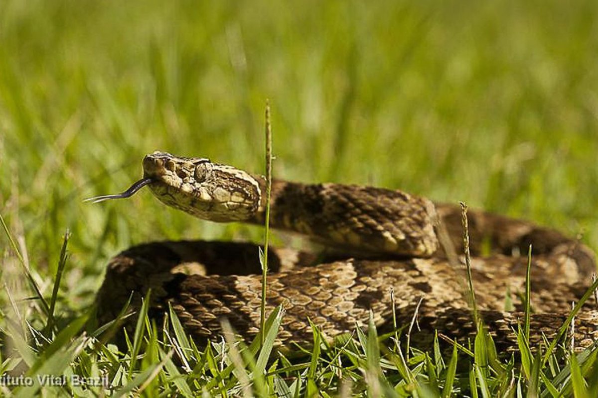Veneno de cobra pode ser utilizado para controle de hemorragia, afirma estudo