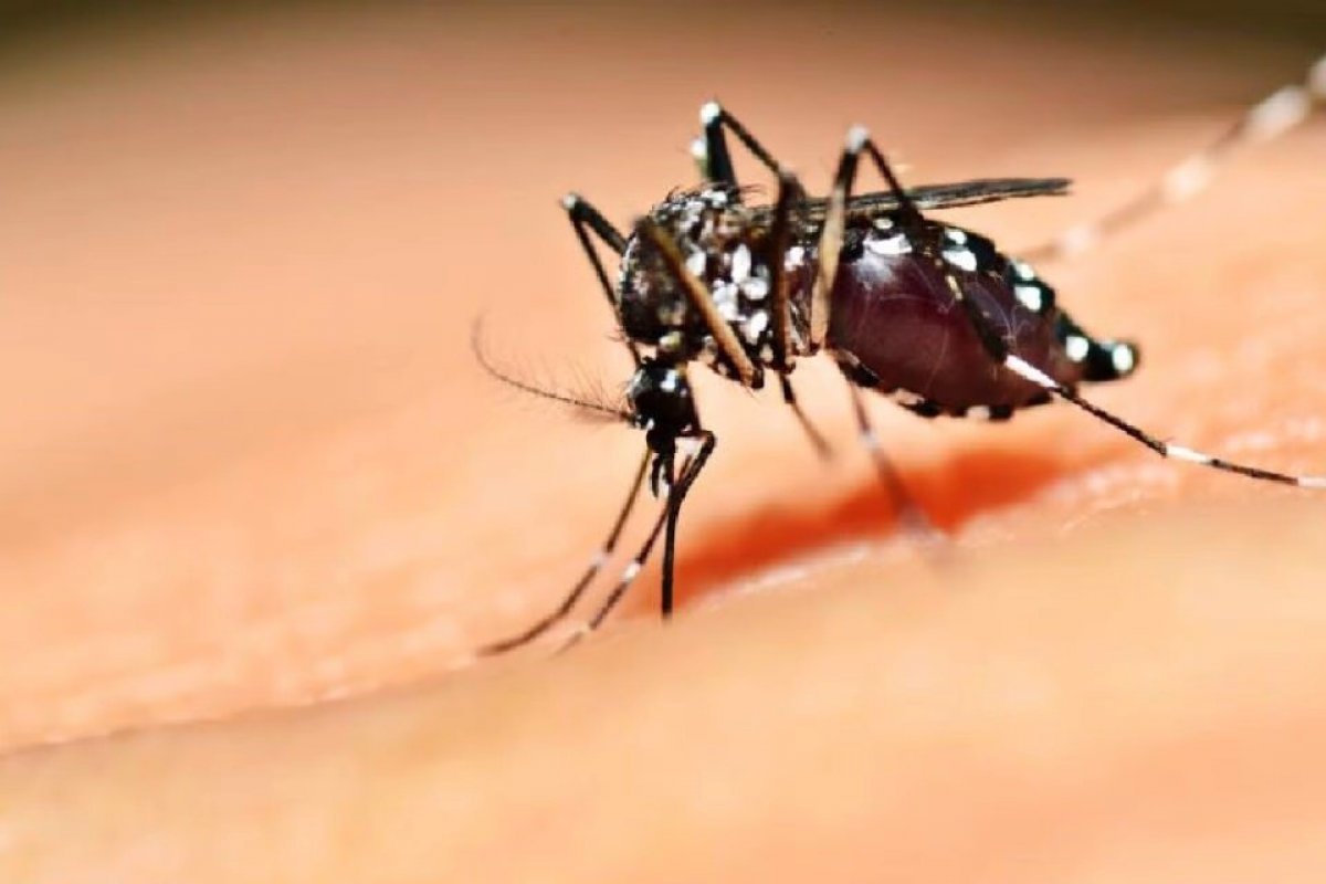  Mortes por dengue mais que dobram em menos de seis meses no Brasil