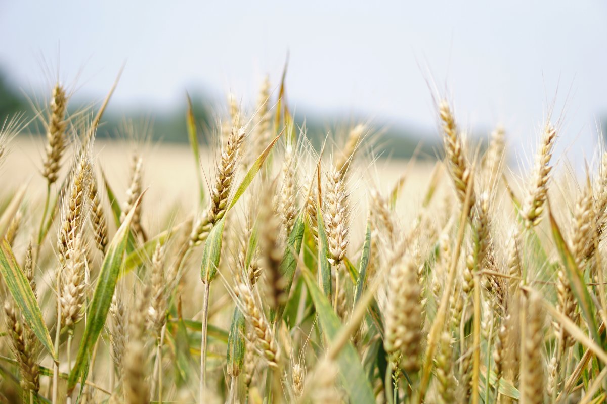 Safra global de trigo deve cair após quatro anos em alta, aponta FAO