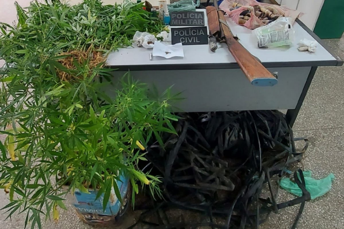Roça de maconha é descoberta em Quijingue (BA)