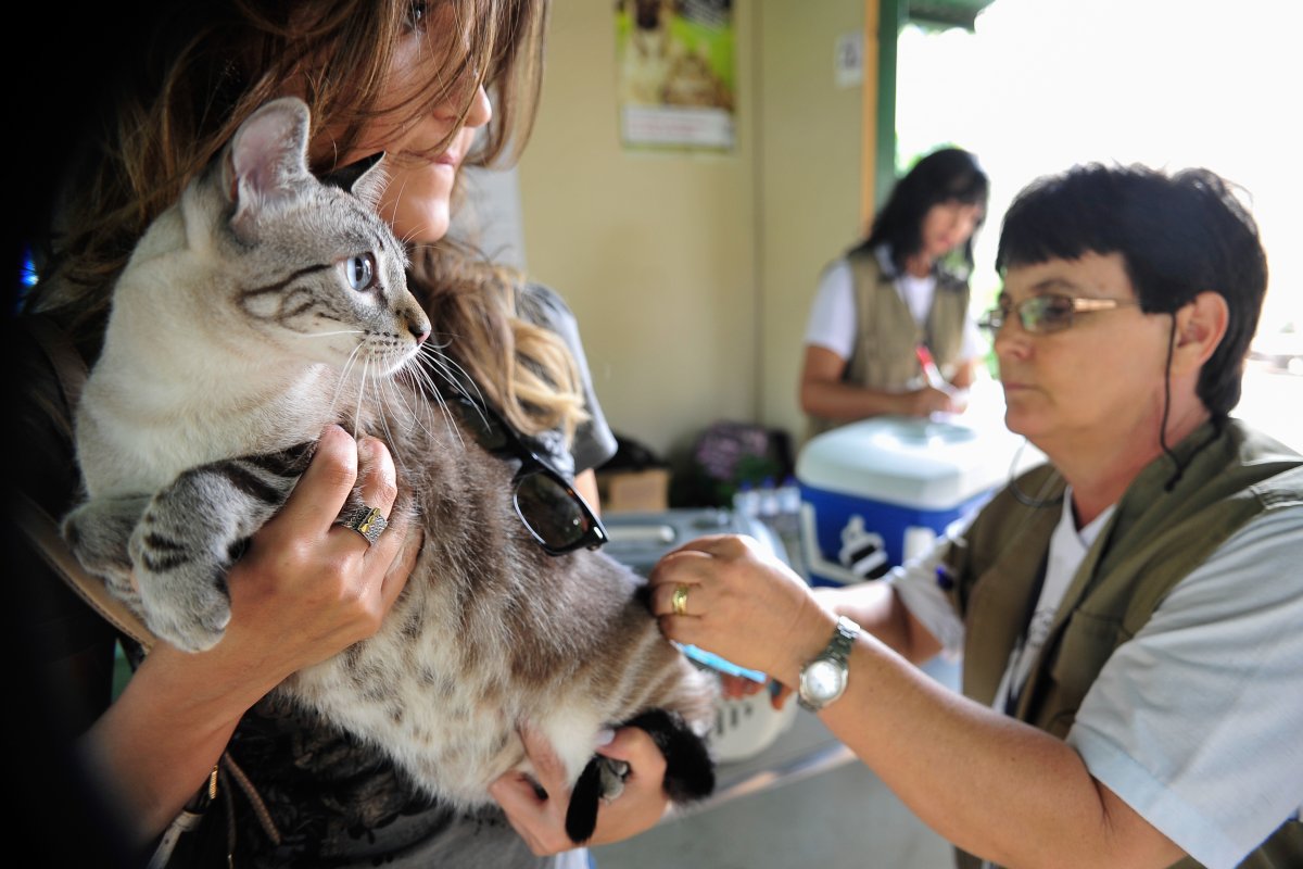 Setor de pet shop registra crescimento de mais de 300% em seis anos, aponta pesquisa