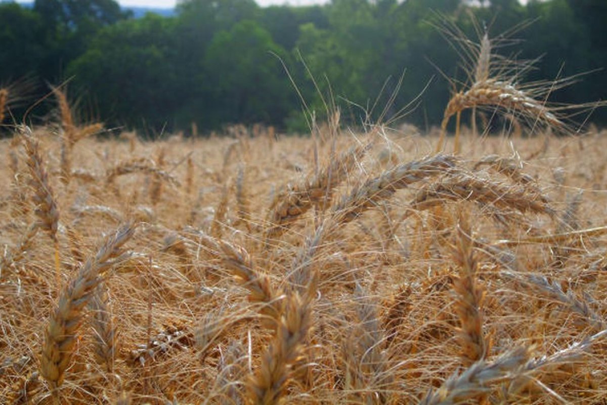 Embrapa prevê impacto positivo de R$ 1,3 bilhão com aumento de 11% na área cultivada de trigo