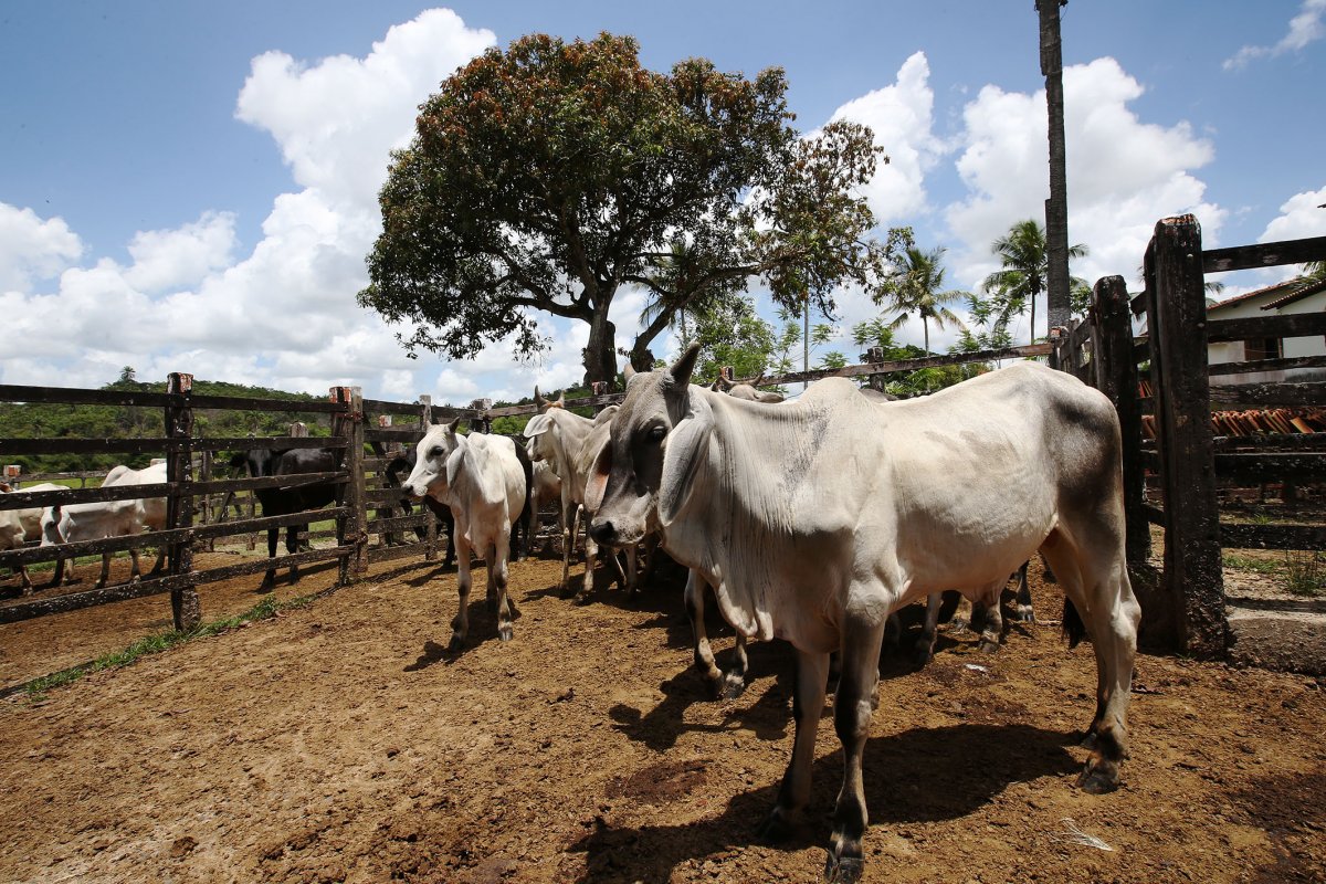 Mais de três milhões de animais serão vacinados contra a febre aftosa na Bahia