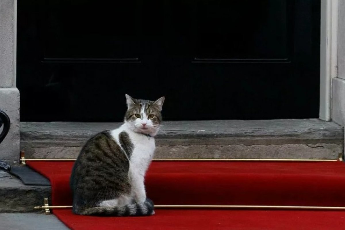 Gato viraliza nas redes sociais e vira candidato à sucessão de Boris Johnson no Reino Unido
