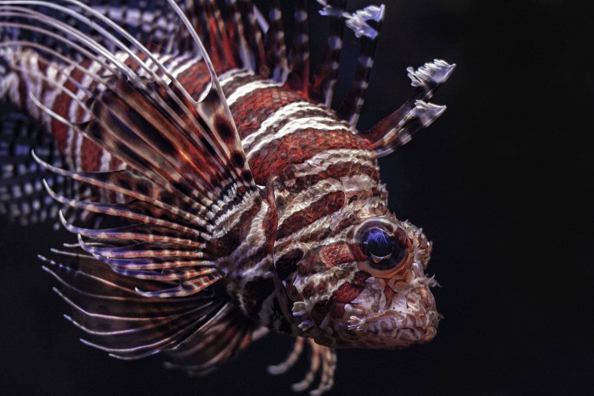 Peixe-leão traz riscos para o litoral brasileiro
