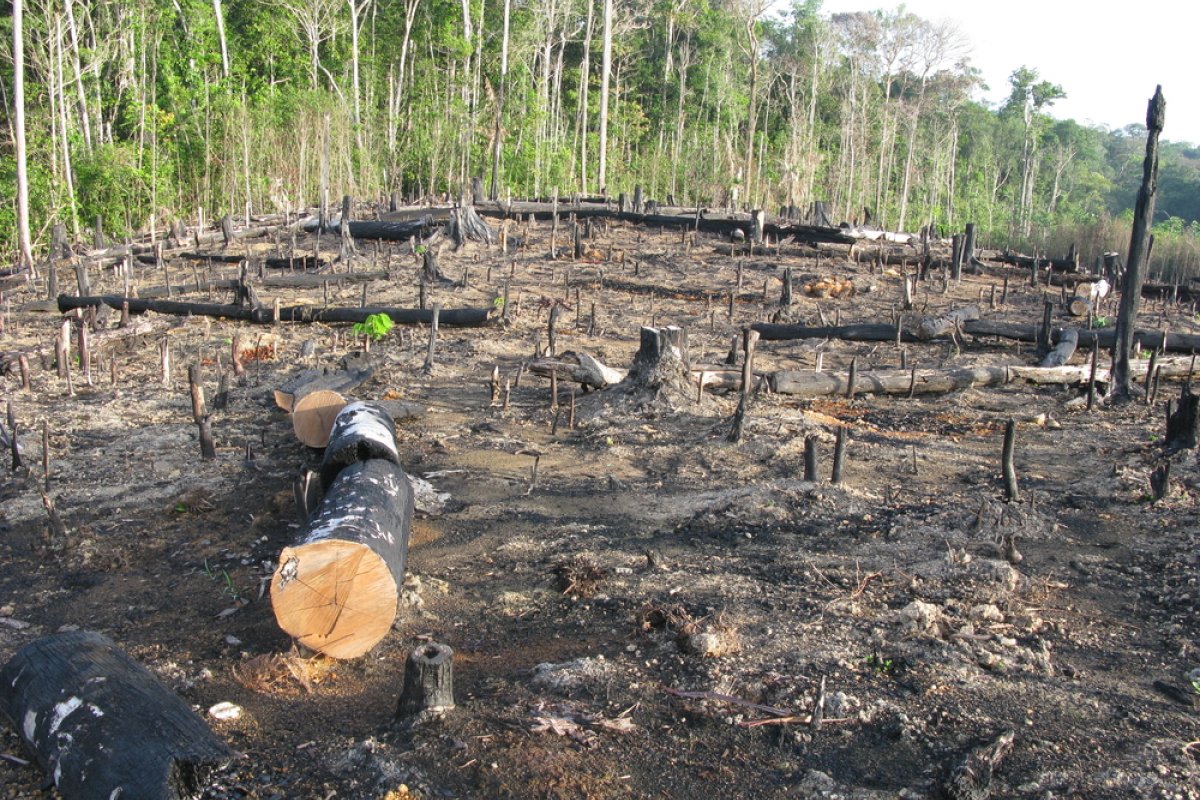 Desmatamento é responsável por 44% das emissões de gases do efeito estufa no Brasil