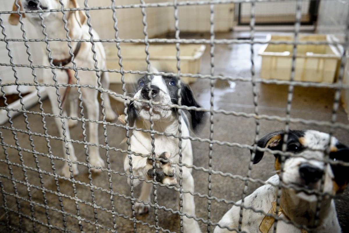 Salvador: mercado São Miguel recebe ações de doação e castração de animais