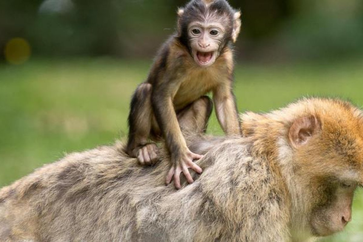 Mais de 40 japoneses ficam feridos após ataque de macacos em Yamaguchi 