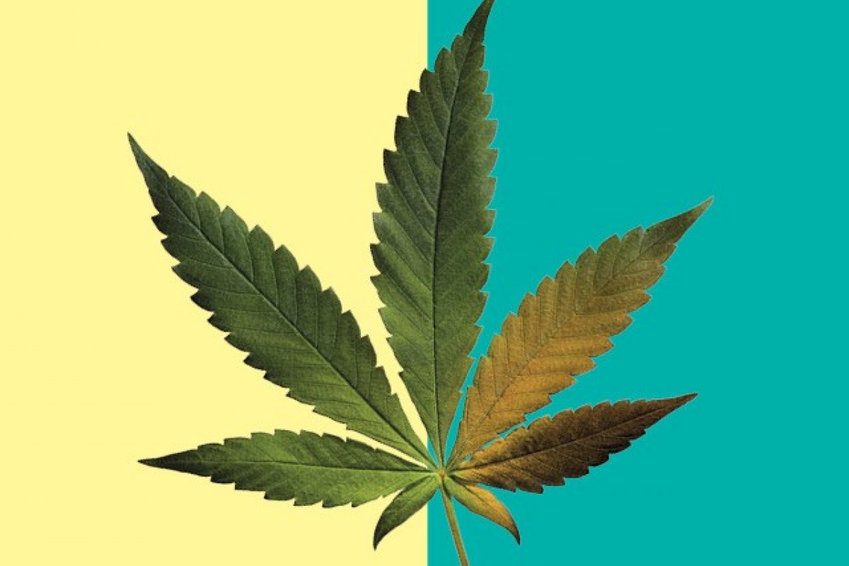 Conheça os 9 Mitos e Verdades sobre Cannabis! 