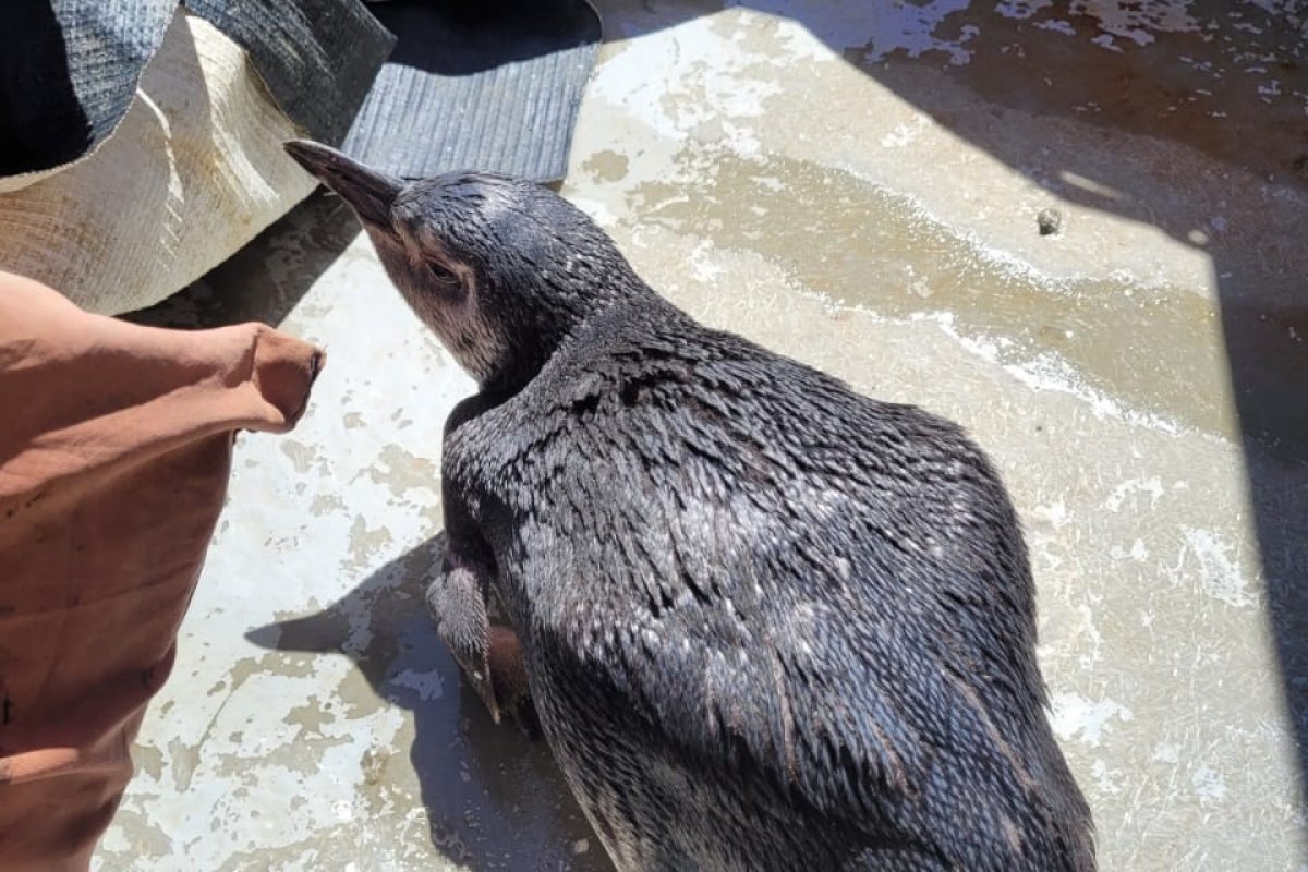 Pinguim é resgatado pela guarda municipal no bairro de Coutos, em Salvador