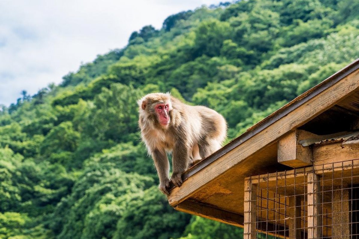 Polícia japonesa usa tranquilizante para conter onda de macacos selvagens