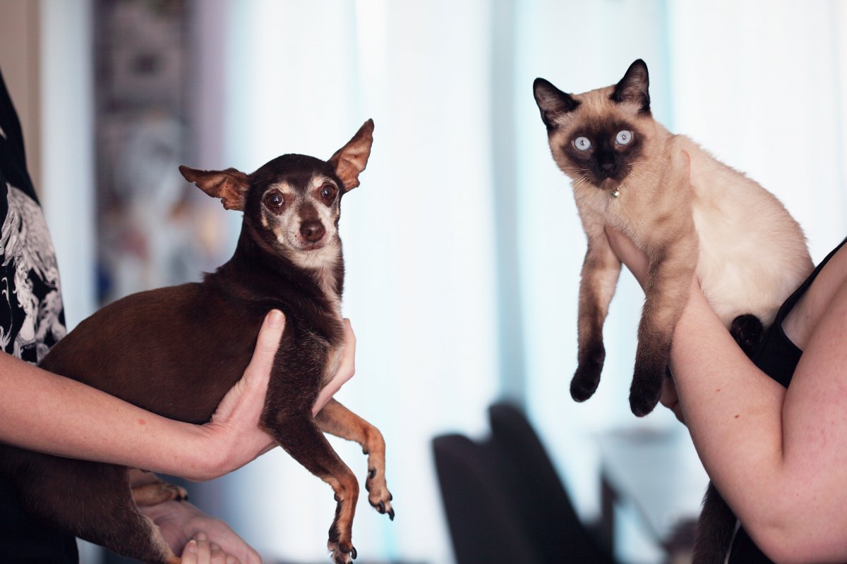 Gastos mensais com cães são o dobro das despesas com gatos, afirma pesquisa