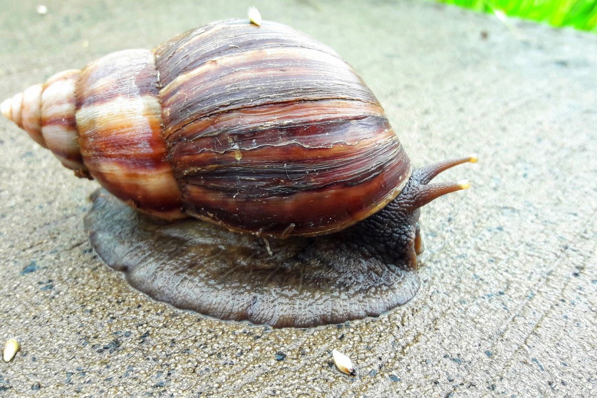 Autoridades nos EUA fazem alerta sobre perigoso caramujo africano gigante