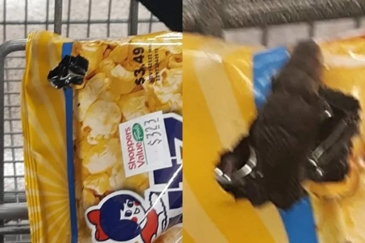 Mulher encontra cobra dentro de saco de pipoca em mercado nos Estados Unidos