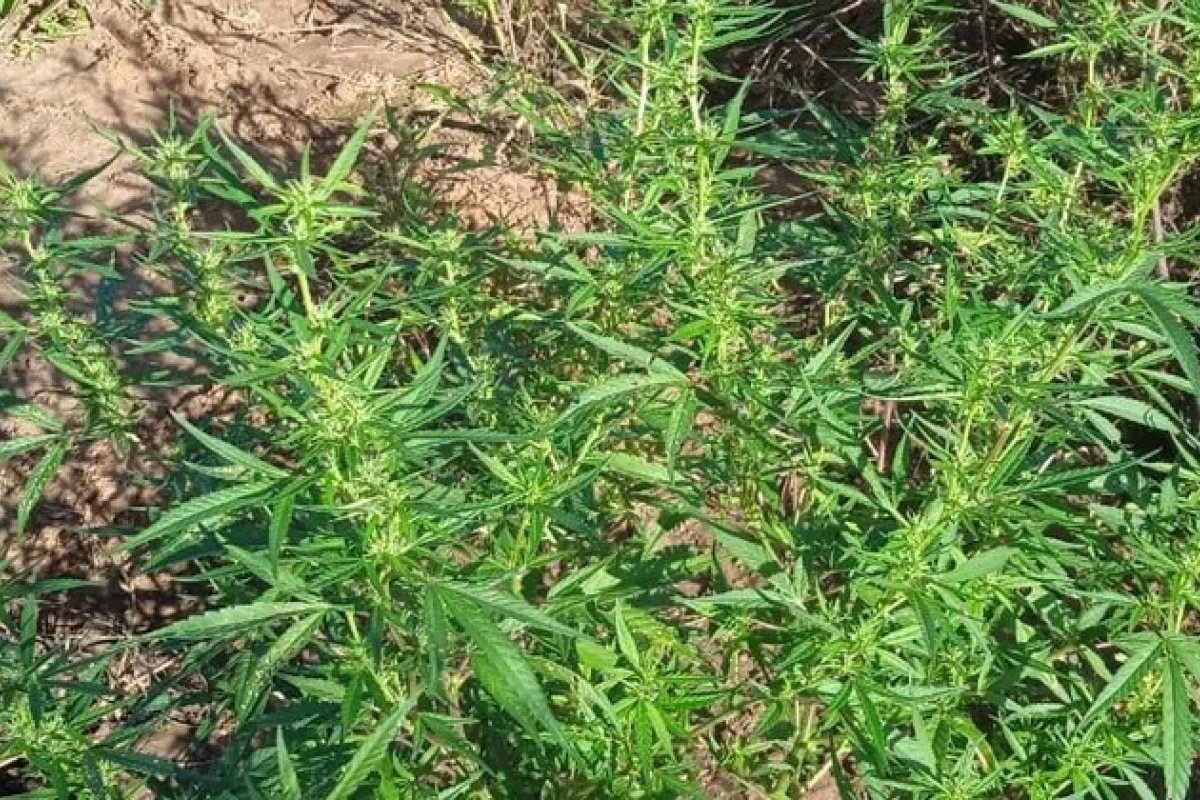Plantação com trinta mil pés de maconha é destruída no norte da Bahia