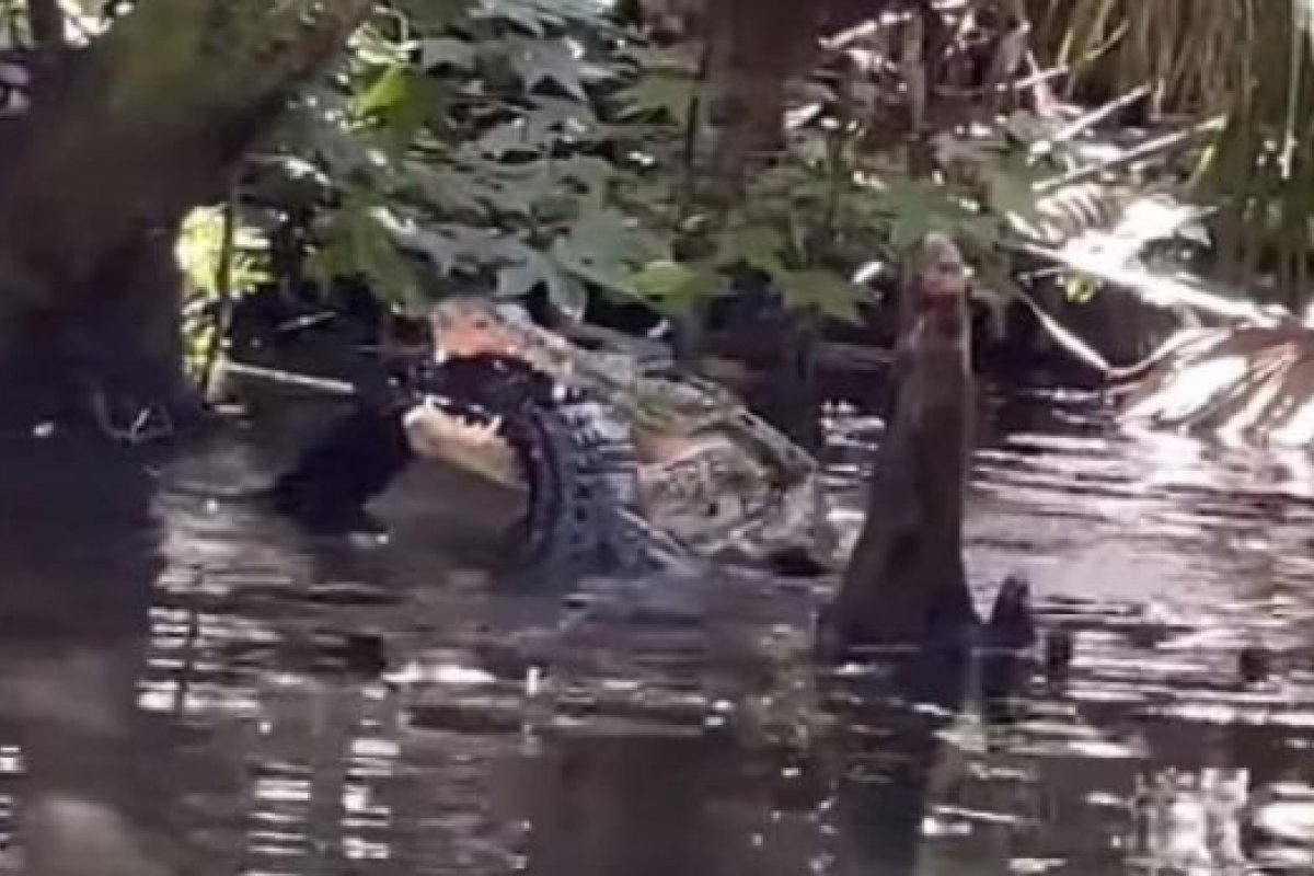 Jacaré é flagrado comendo outro jacaré na Flórida, nos Estados Unidos