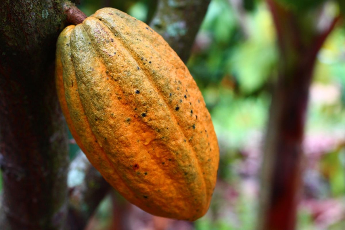 Nutricionista recomenda cacau para quem quer manter dieta saudável