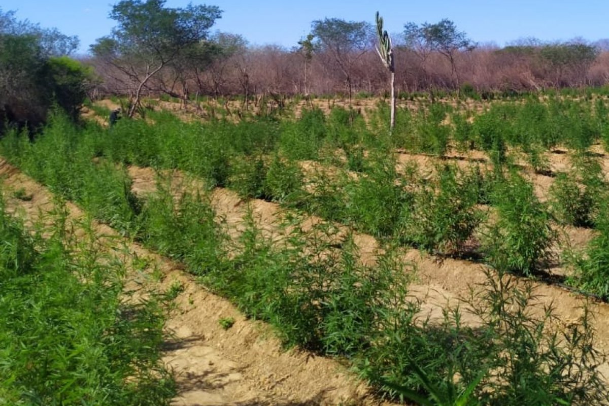 Polícia Militar destrói 30 mil pés de maconha no oeste da Bahia