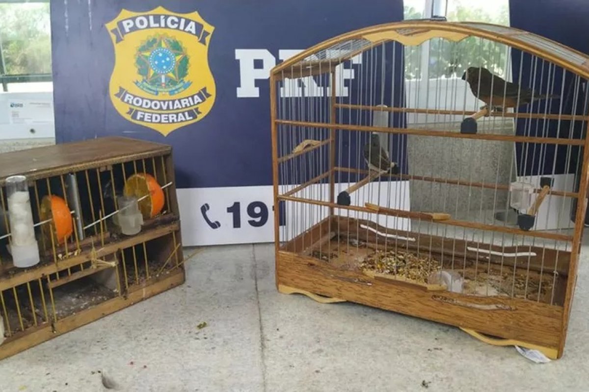 PRF resgata pássaros silvestres após abordagens a ônibus no sudoeste da Bahia