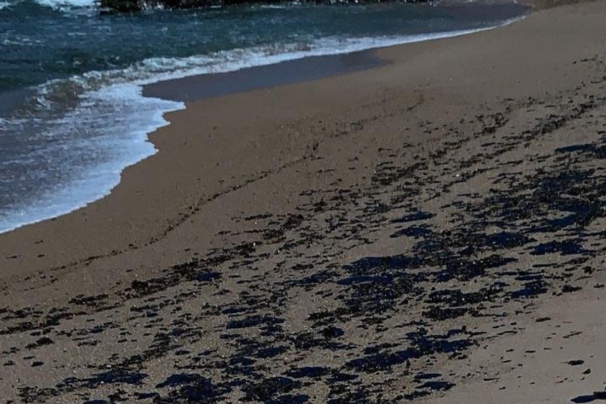 Novas manchas de óleo atingem praia na Península de Maraú