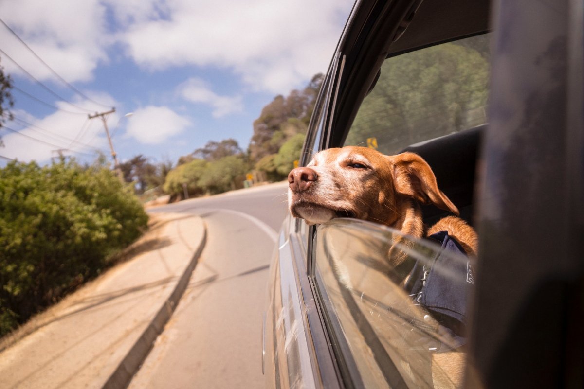 5 destinos para fazer uma viagem de carro com seu pet saindo de São Paulo! 