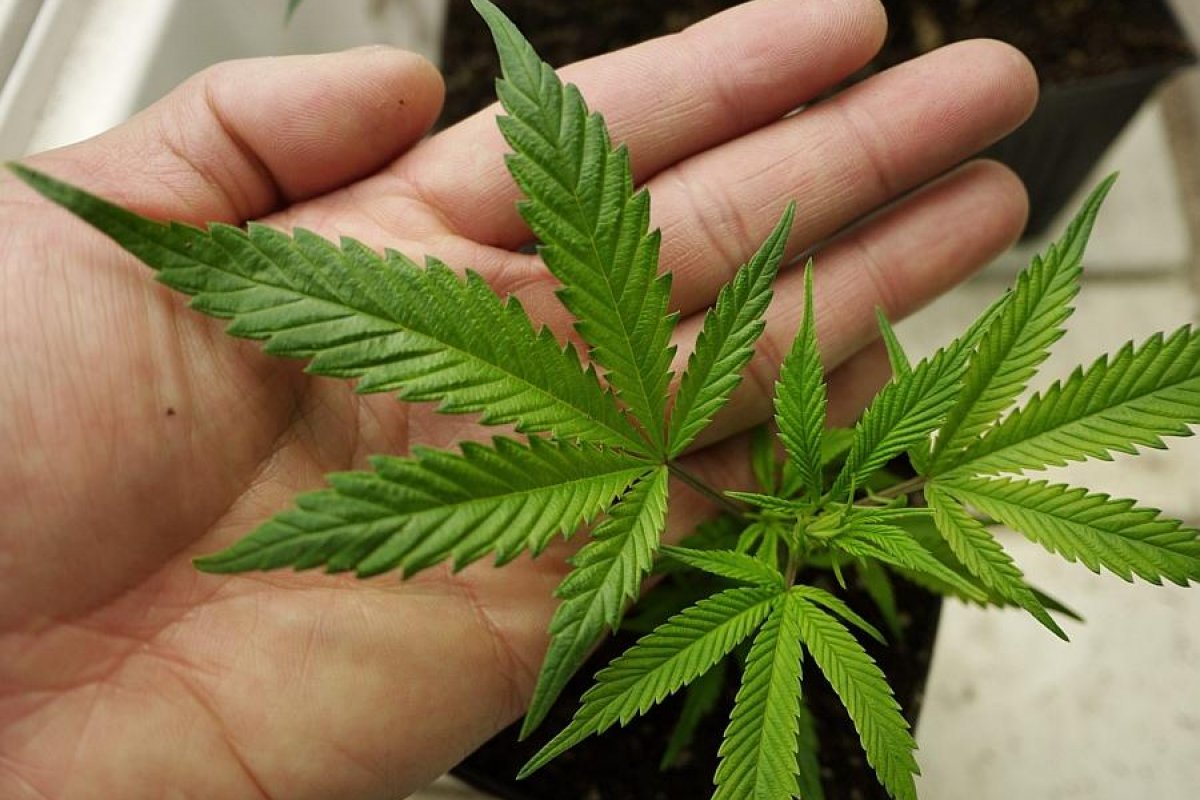 Maconha se torna mais popular que o cigarro de tabaco nos EUA, afirma pesquisa