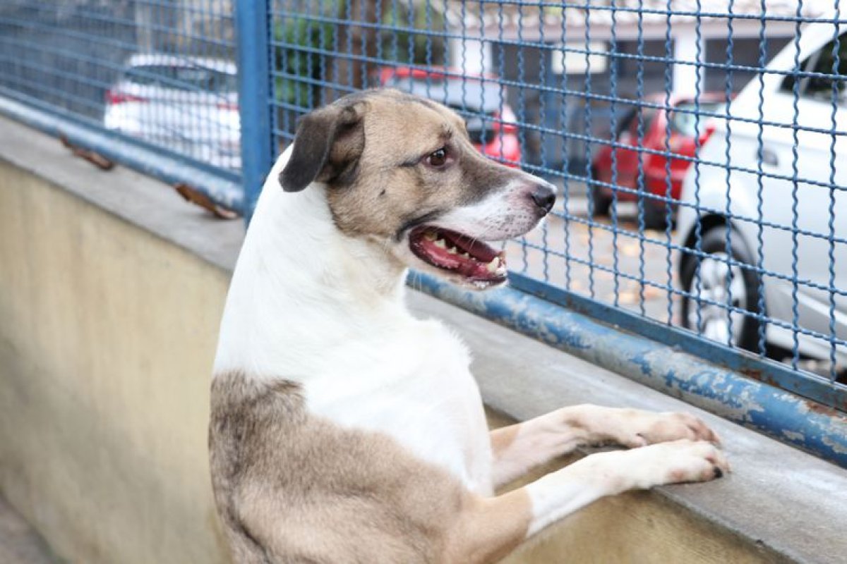 Cães 'choram' de felicidade ao encontrar donos, sugere estudo 