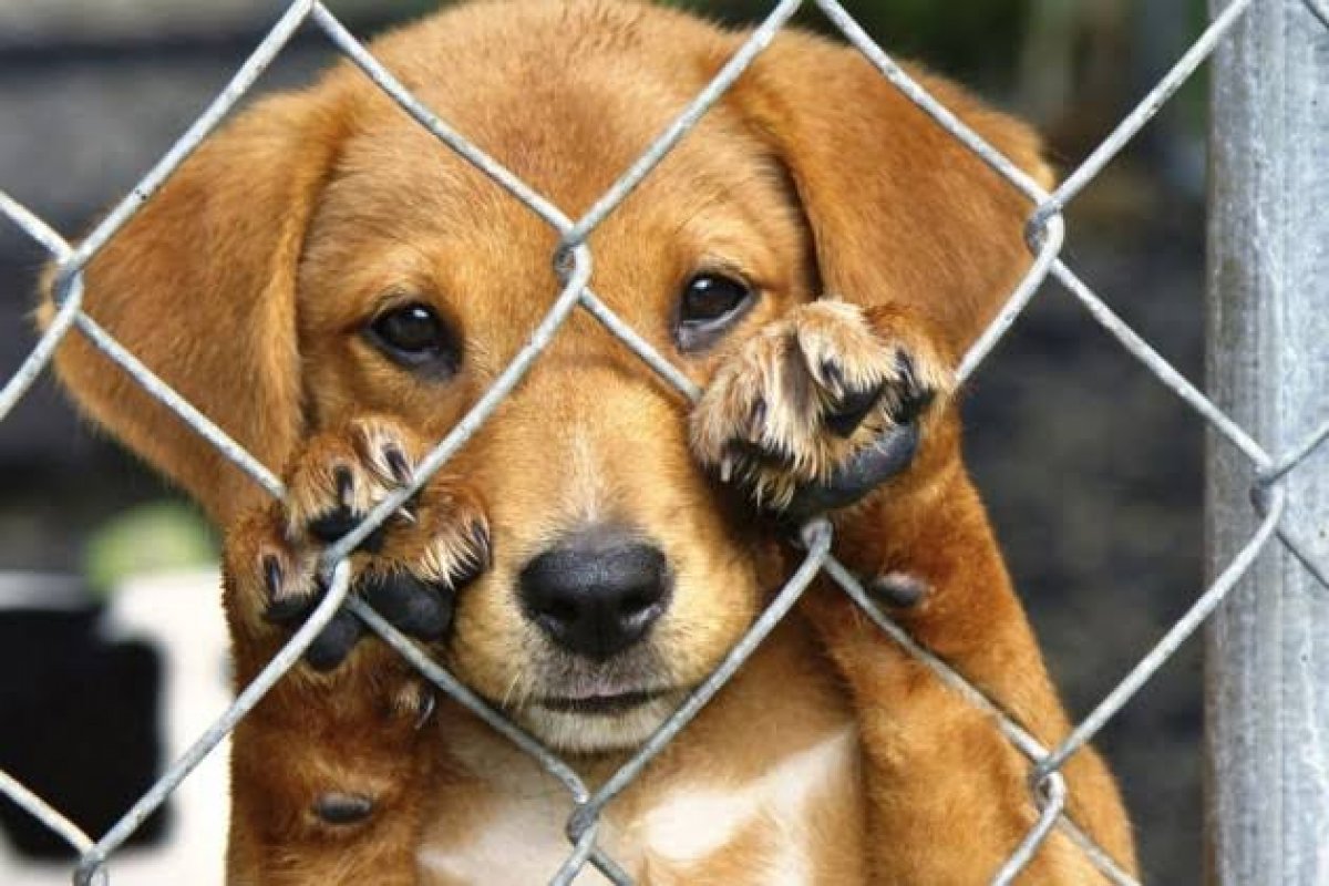 Após pico de compra e adoção de pets durante isolamento social, lares com animais de estimação diminuem no Brasil! 