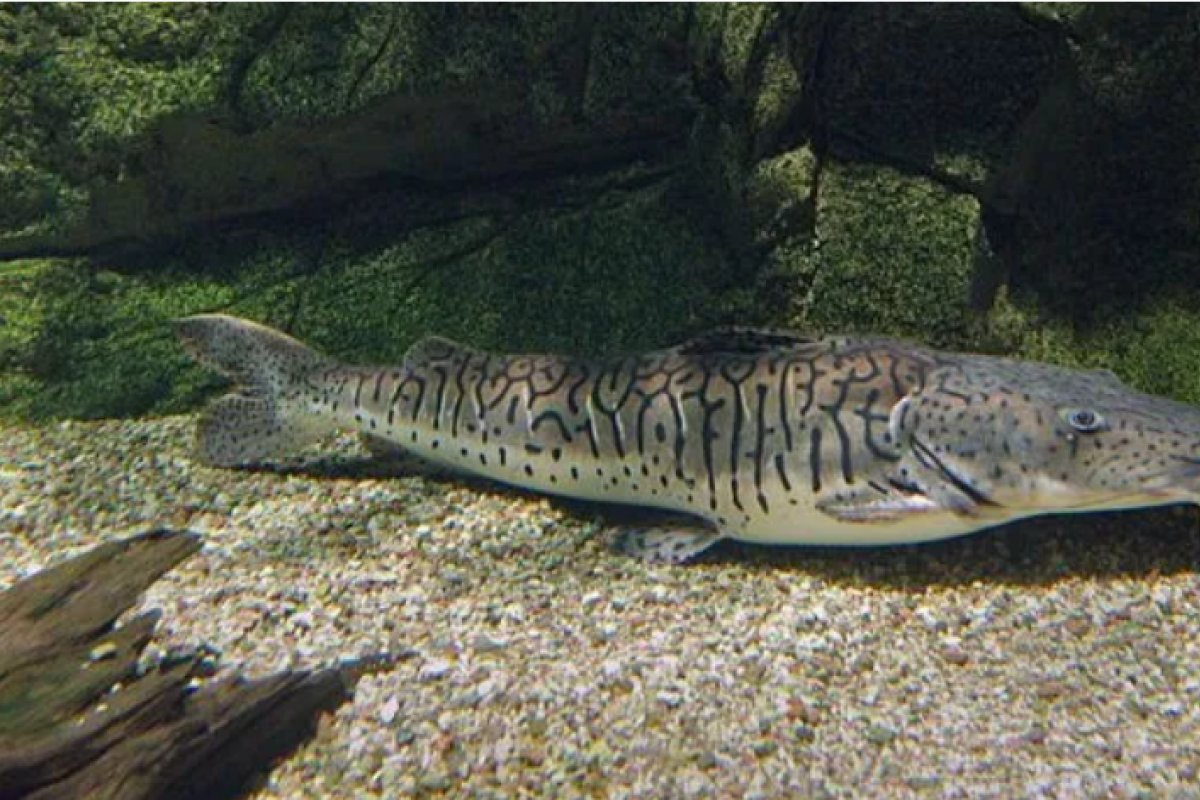 Peixe surubim entra para lista das espécies ameaçadas de extinção e tem comercialização proibida 