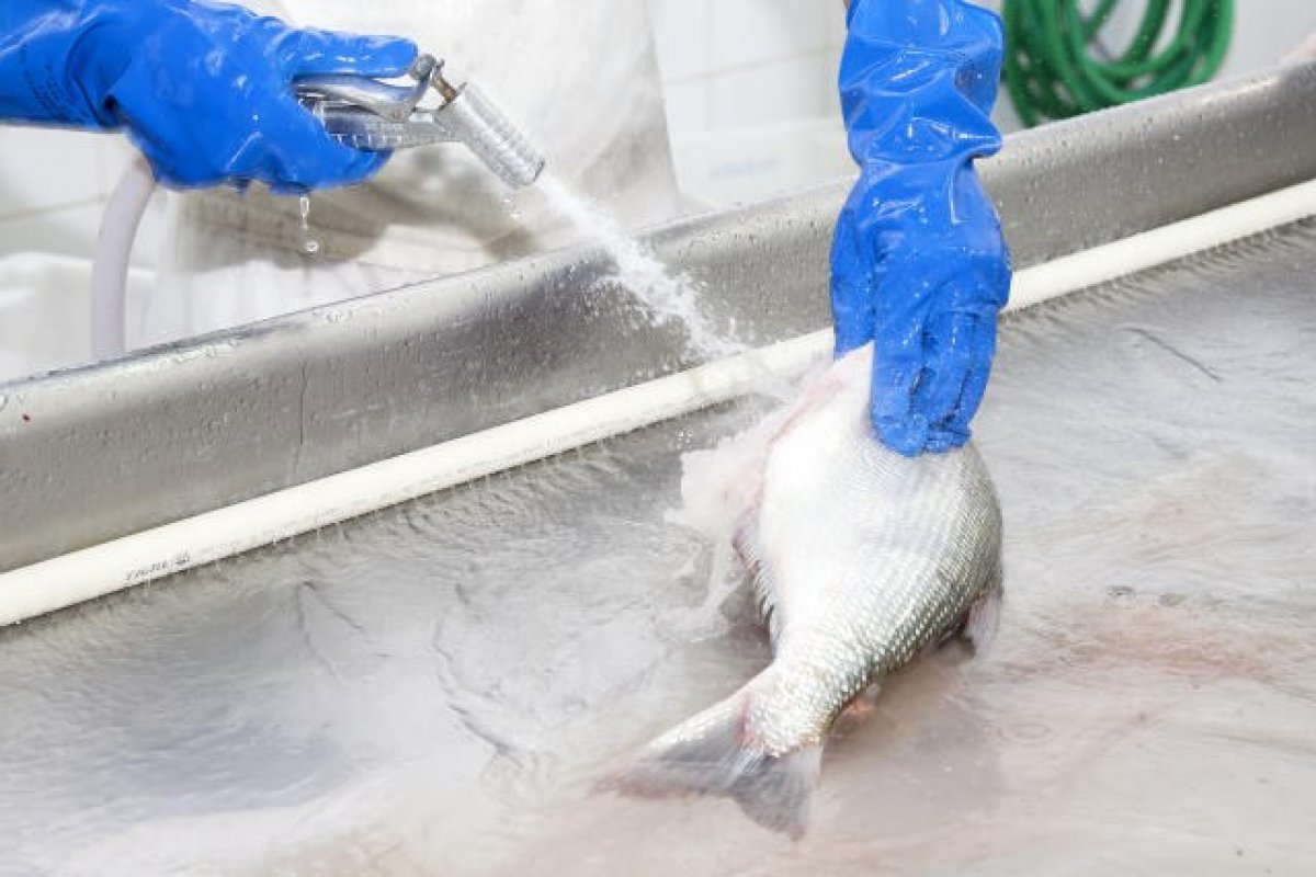 Estudo aponta que peixes em áreas atingidas por óleo podem ser consumidos