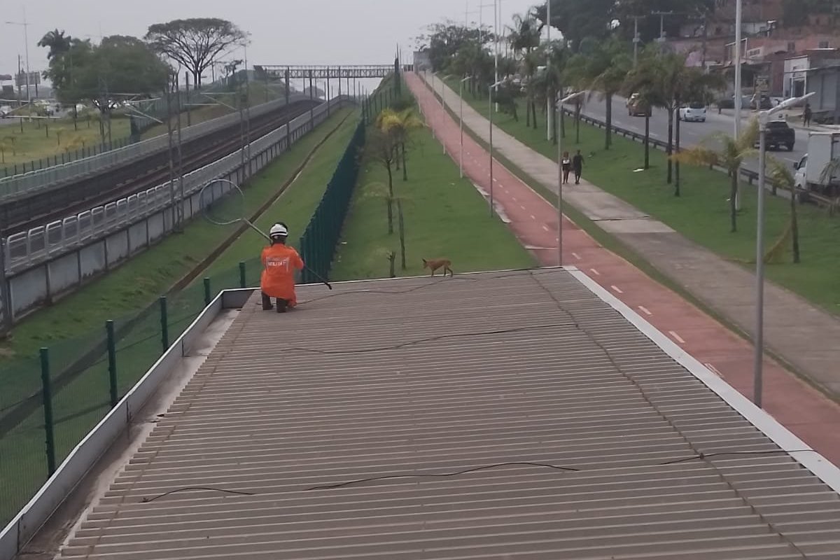 Vídeo: cachorro é resgatado por bombeiros em metrô em Salvador 