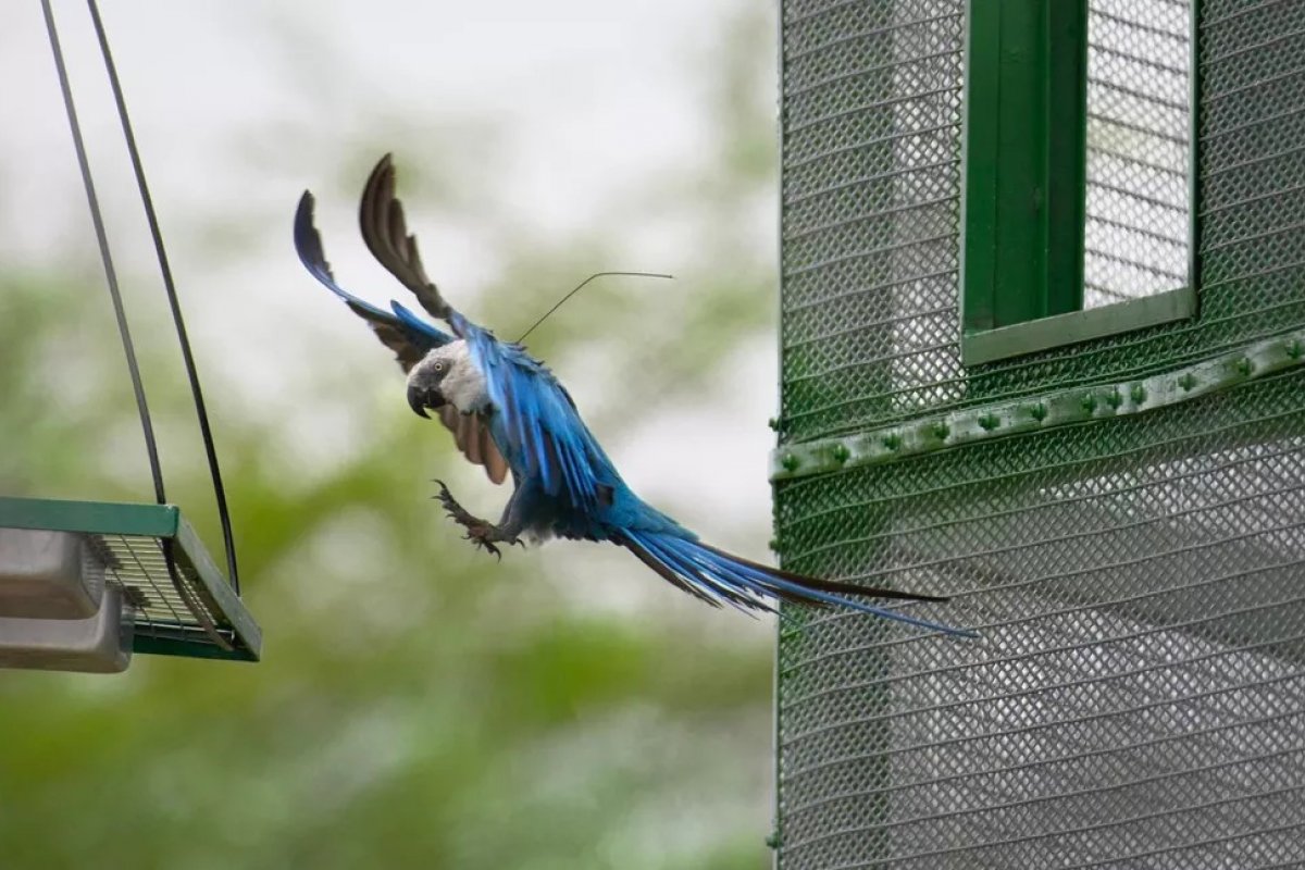 Ararinha-azul é encontrada morta em Curaçá, no sertão baiano
