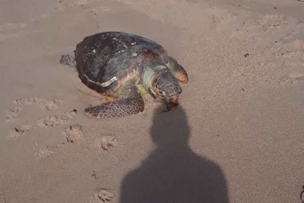 Três tartarugas e uma ave marinha foram encontradas mortas em praias de Ilhéus (BA)