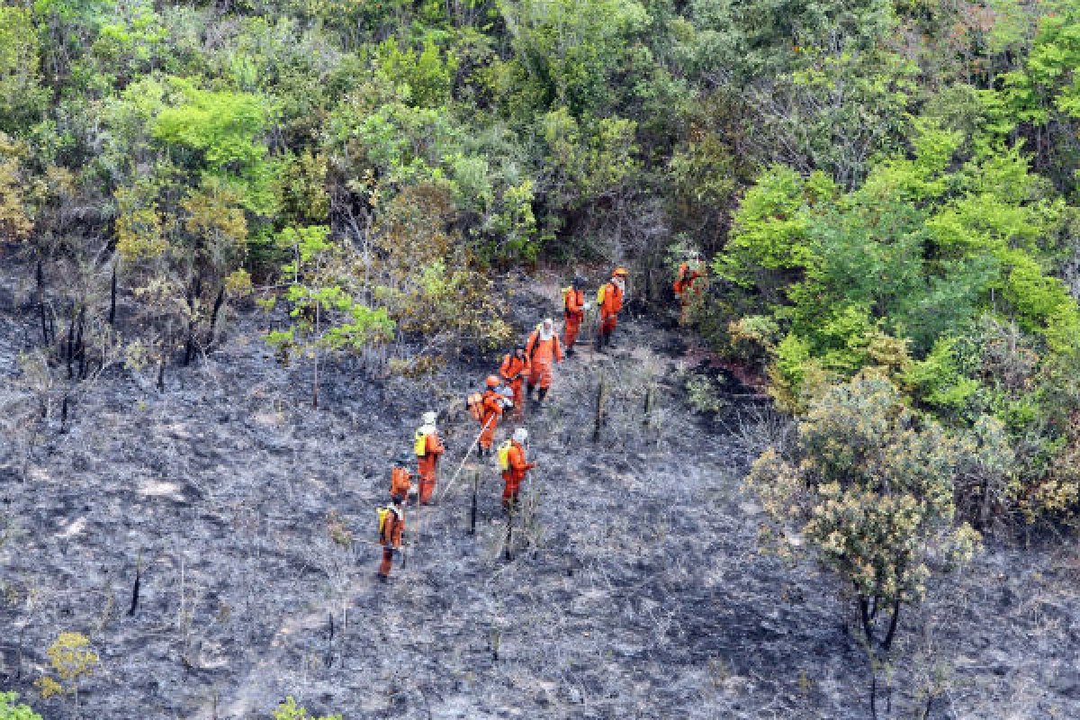 Incêndio florestal na região da Chapada Diamantina é controlado por bombeiros