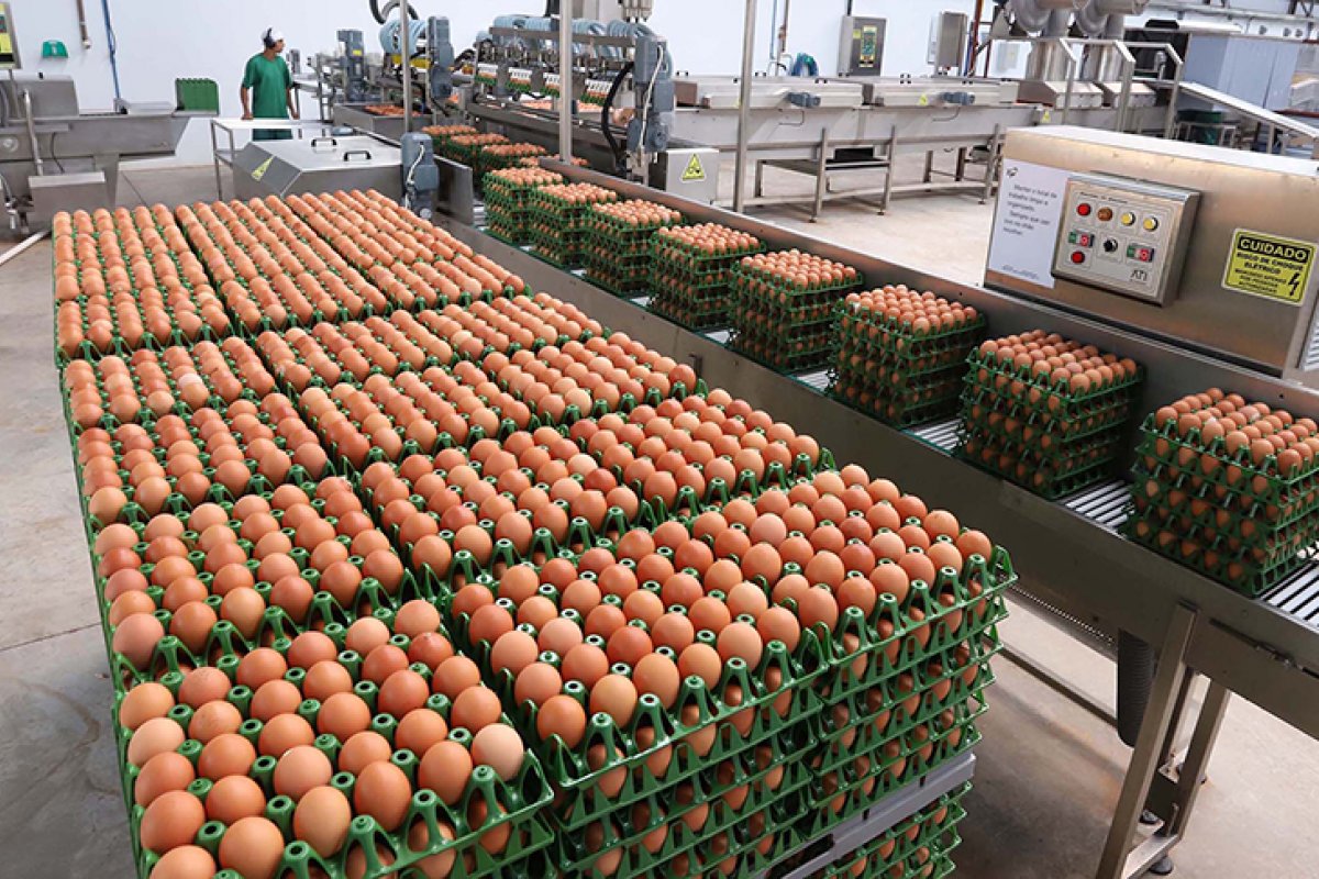 IBGE: produção de ovos de galinha na Bahia tem maior recorde em 48 anos 