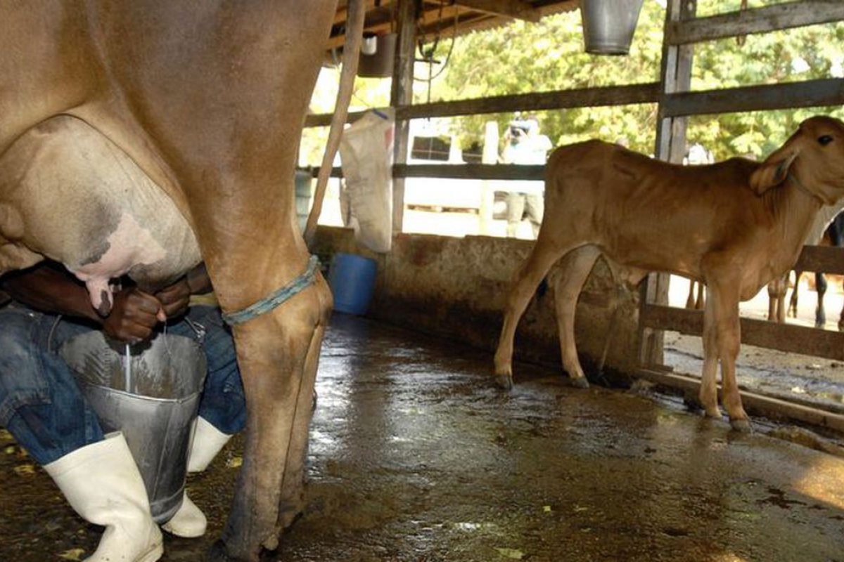 Produção de leite na Bahia cresce 13%, mas produtividade cai após 8 anos em alta, aponta IBGE