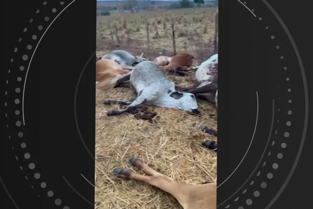 No oeste da Bahia, 23 animais morrem eletrocutados em fazenda