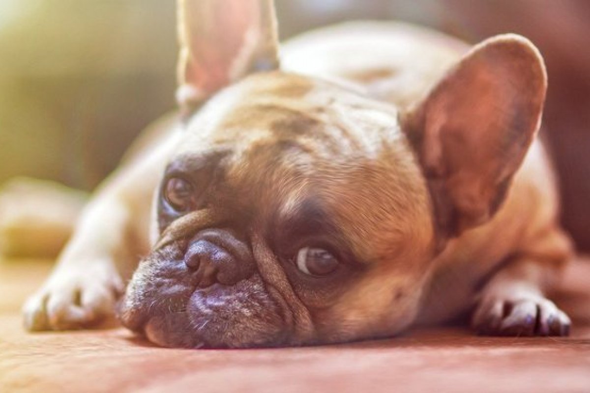 Ao menos mais duas marcas podem ter usado substância contaminada que matou cães 