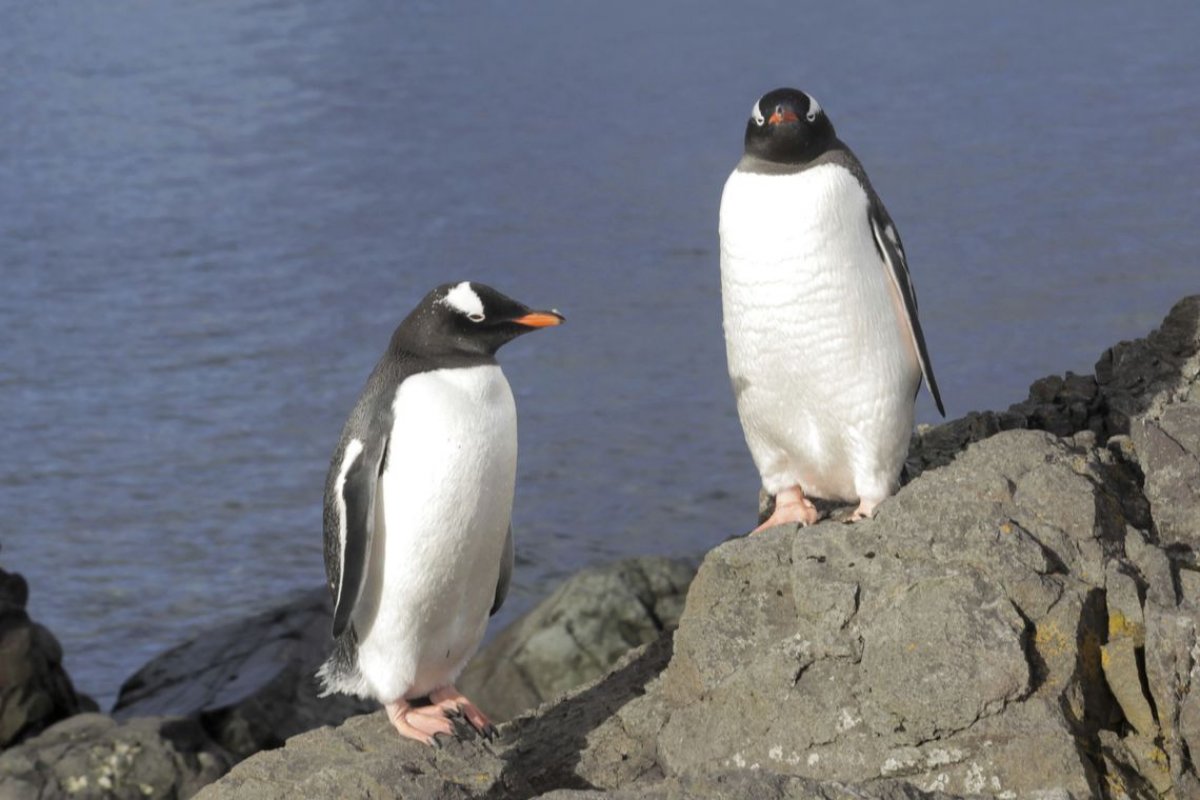 Fósseis de pinguins gigantes são encontrados por cientistas argentinos na Antártida