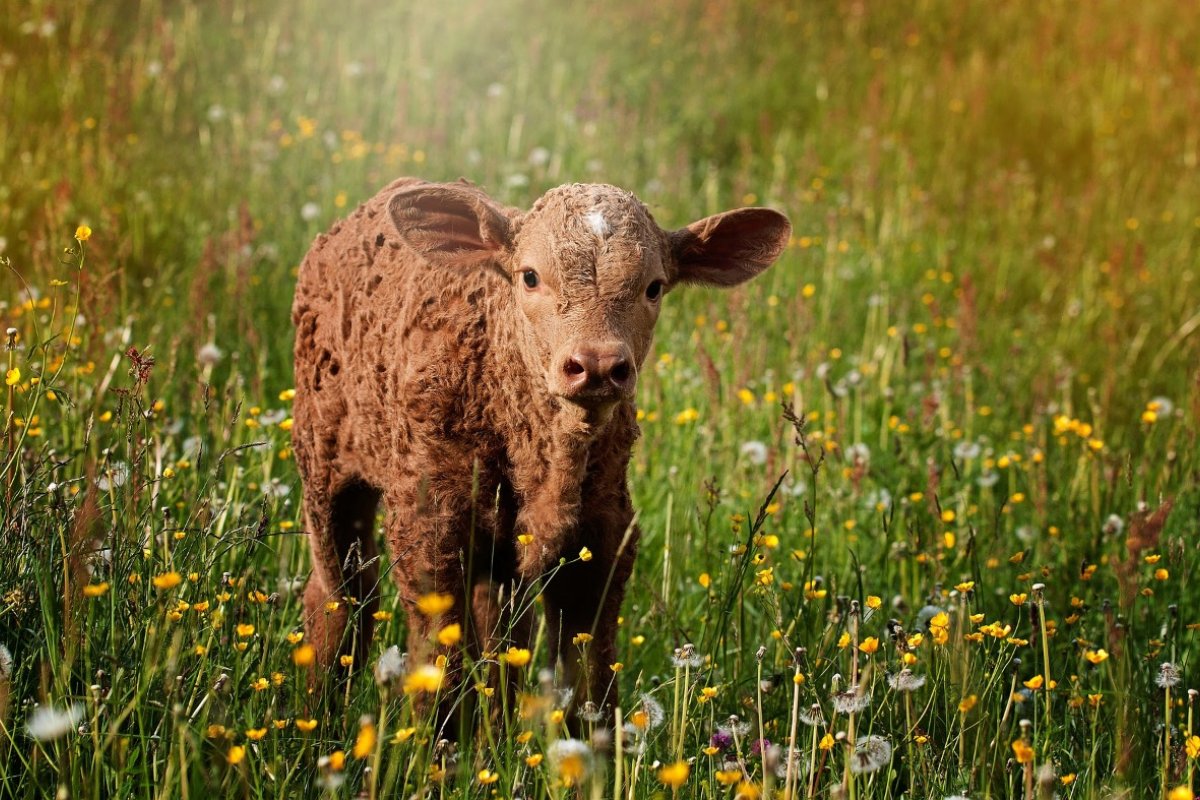 Dia dos animais: Campanha "Segunda sem Carne" incentiva as pessoas a substituir proteína animal por vegetal