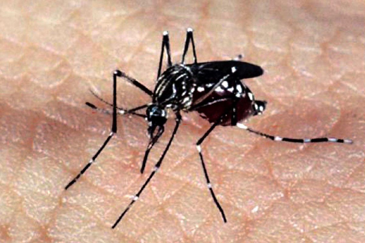 País já registrou 710 mortes por dengue esse ano