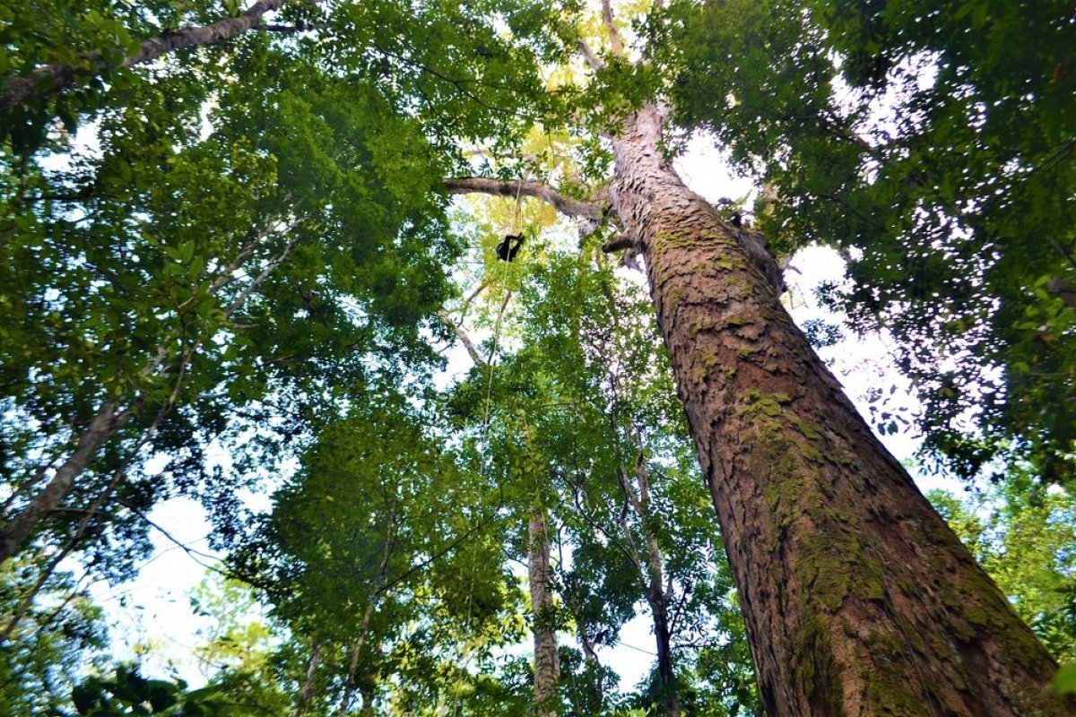 Conheça o ‘santuário das gigantes’, a árvore mais alta da Amazônia