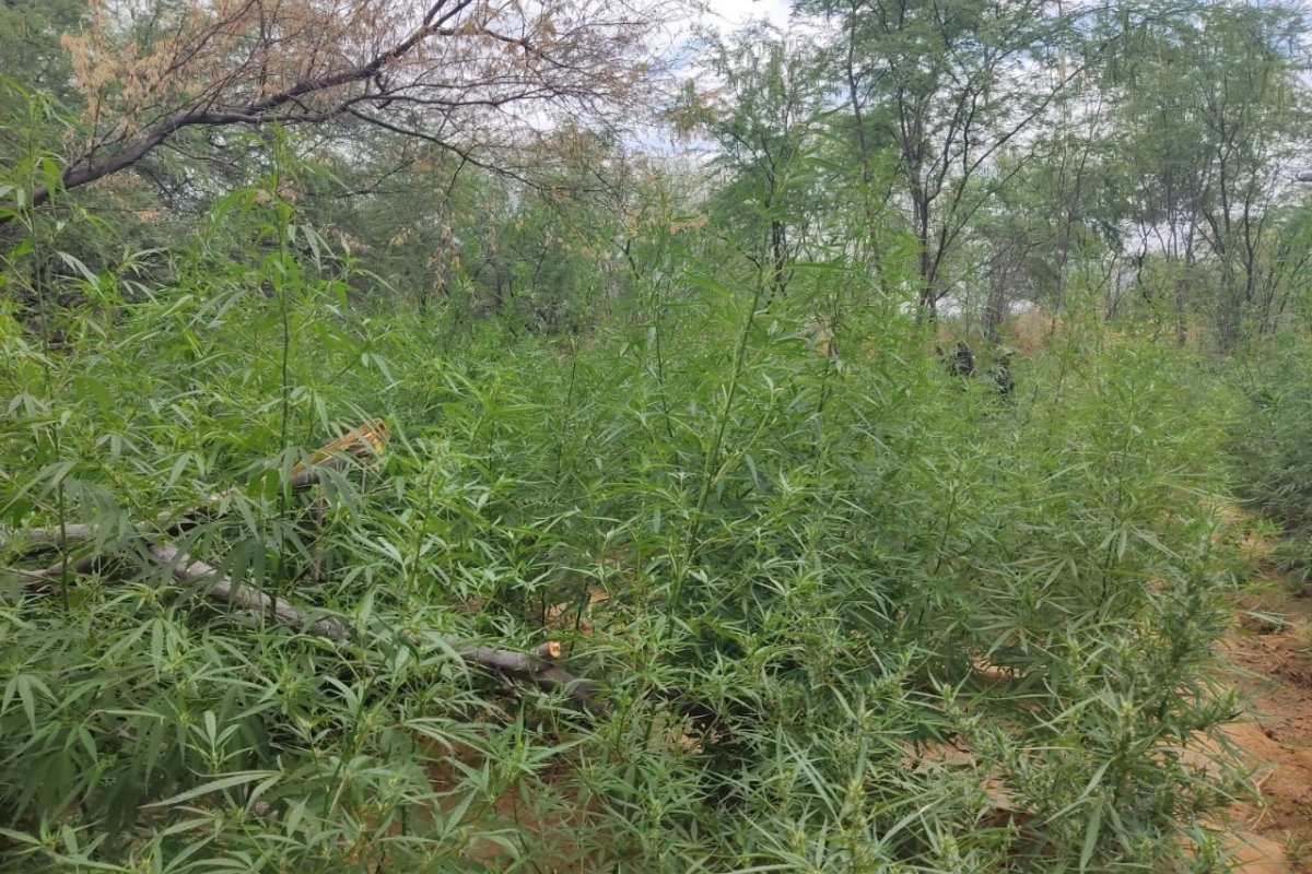 Quase 60 mil pés de maconha são encontrados em Curaçá 