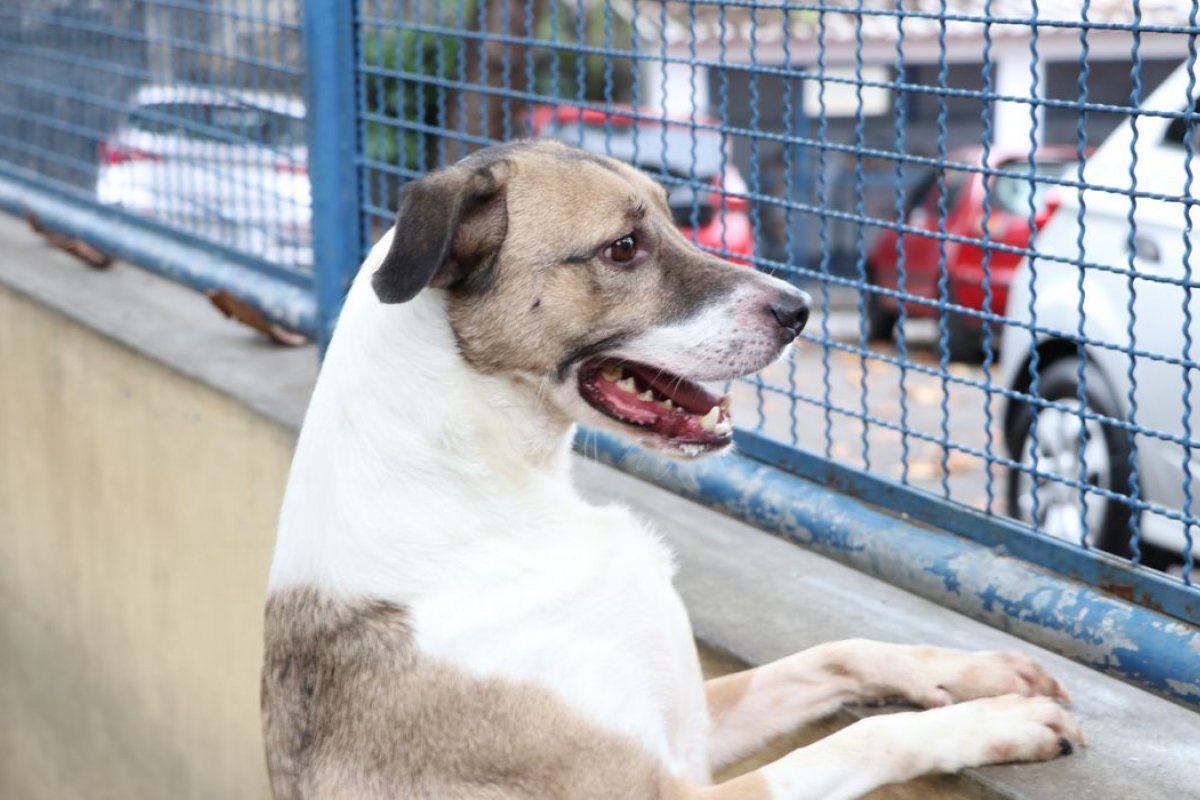 Condições para guarda de animais domésticos em caso de separação do casal é aprovada pela CCJ 